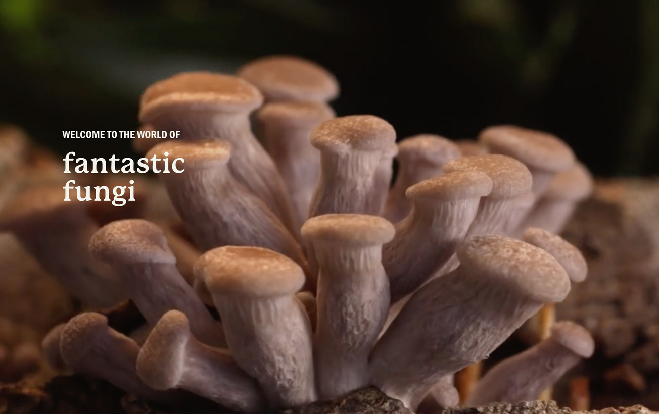 Fantastic Funghi with Cinematographer Louie Schwartzberg