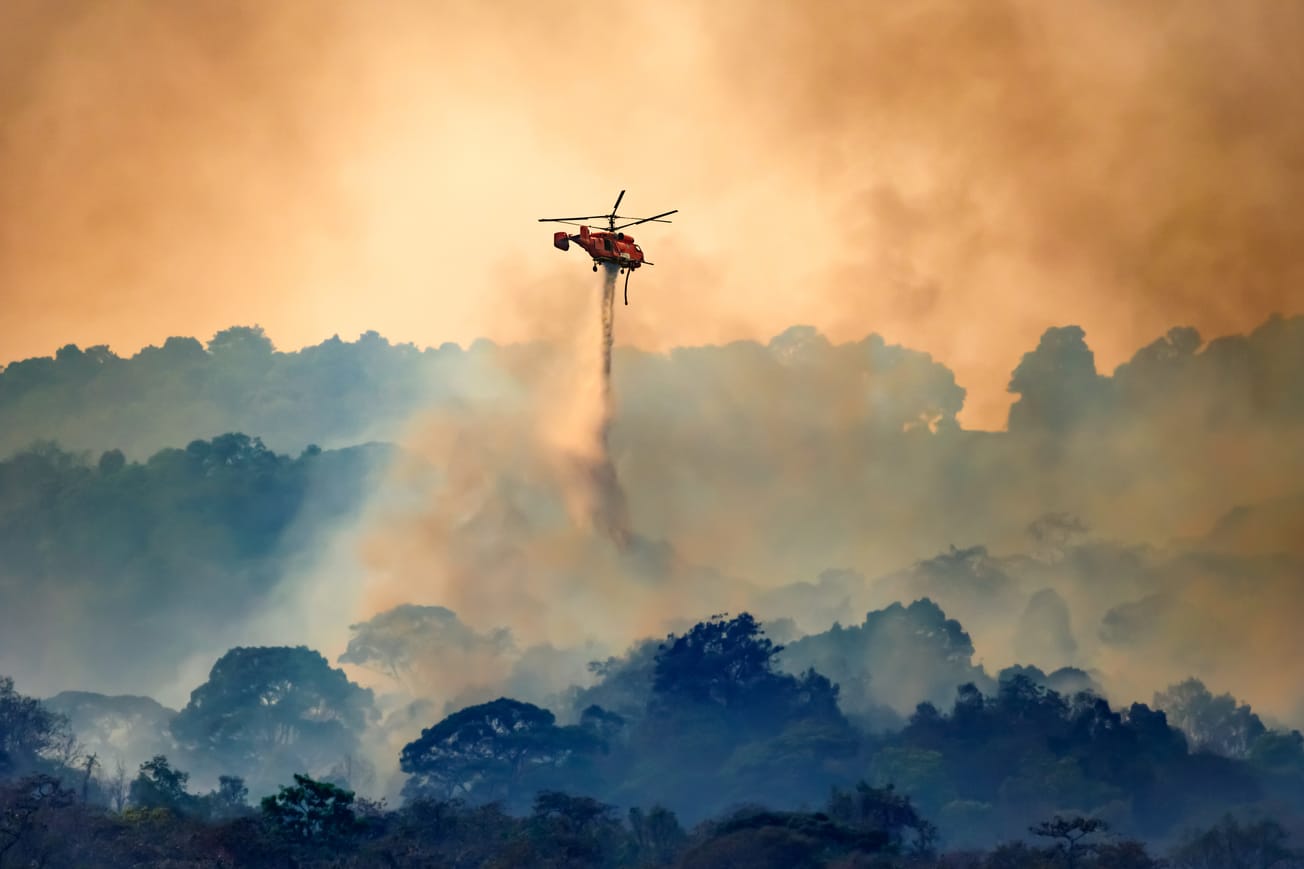 Forests Around World Are Being Transformed From Carbon Sinks Into Carbon Sources