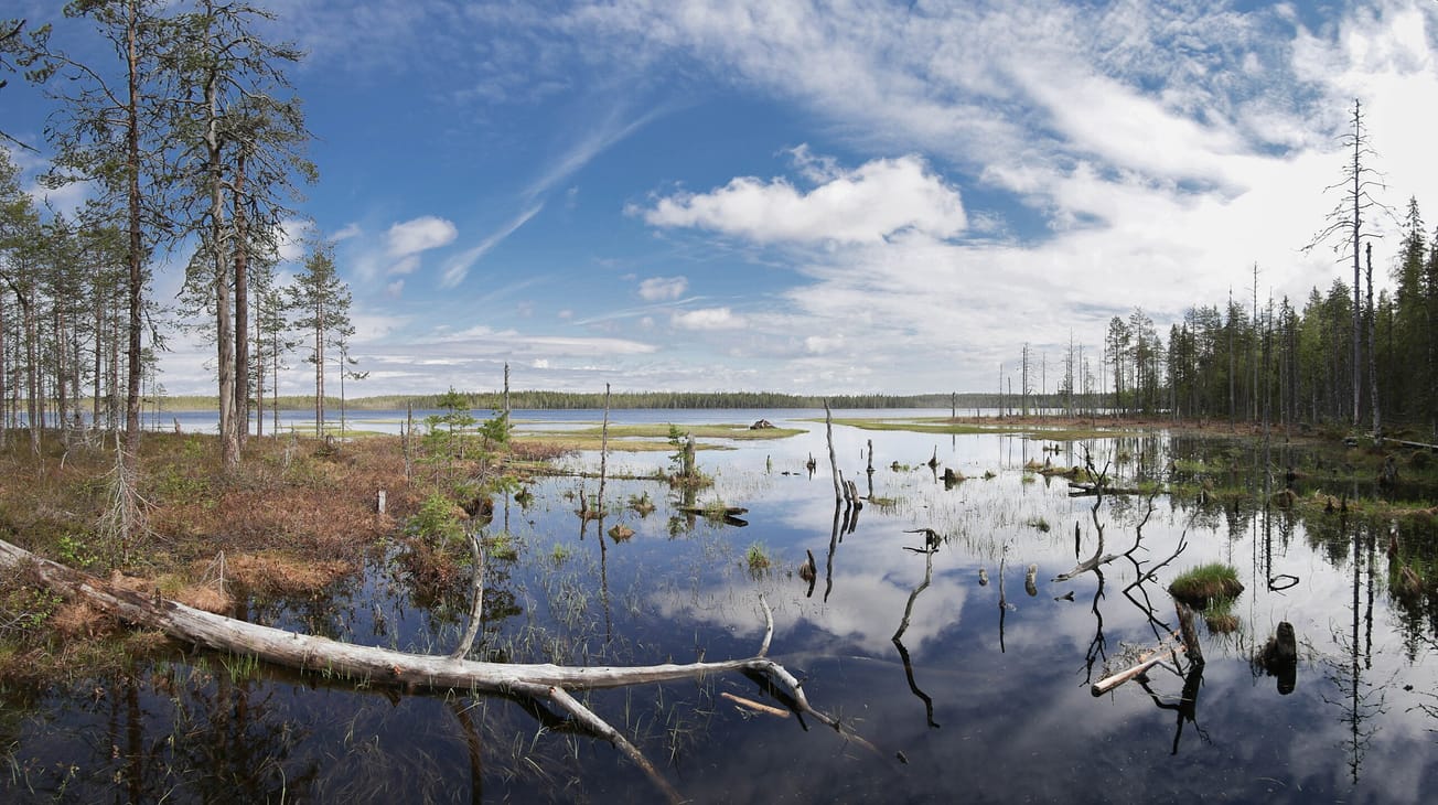 Carbon Off-Sets May Not Work as Forests Become Net Carbon Emitters